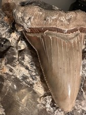 Huge 4.11 angustidens for sale  Ripley