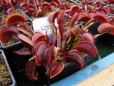 Carnivorous plant venus for sale  NEATH
