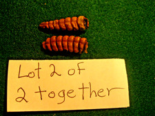 Rattle snake rattle for sale  Waynesboro