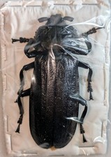 Xaurus bennigseni giant usato  Spedire a Italy