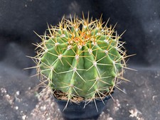 Ferocactus schwarzii giardino usato  Massafra