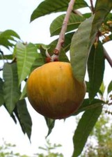 Ross sapote grafted for sale  Punta Gorda