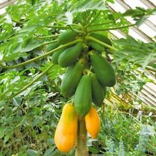 ÁRVORE ANÃ ORGÂNICA MELÃO Mamão Fruto DOCE MARIA 10 Sementes para Reino Unido UE EU EU EUA Clima  comprar usado  Enviando para Brazil