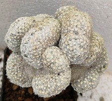 Mammillaria duwei cristate usato  Lecce