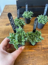 Delosperma pickle plant for sale  BEVERLEY