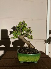 Portulacaria afra bonsai for sale  Chino Hills