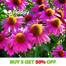 Purple coneflower 200 for sale  DONCASTER