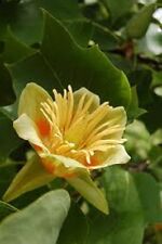 Yellow tulip poplar for sale  Lawrenceburg