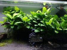 Anubias nana aquarium for sale  GLASGOW