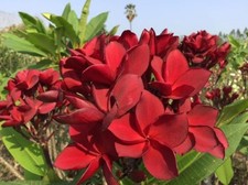 Venetian red talea usato  Milazzo