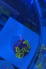 Bright exosphere zoa for sale  Staten Island