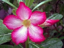 Wüstenrose mix adenium gebraucht kaufen  Schmidmühlen