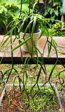 tropical pot plants for sale tropical pot plants for sale Hollywood