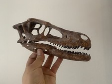 Replica cranio dinosauro usato  Spedire a Italy