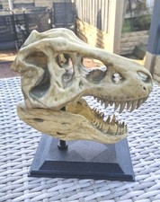 dinosaur skull for sale  SHEFFIELD
