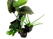 Triple house plant for sale  Arco