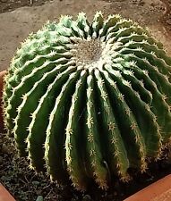 Kroenleinia grusonii var. usato  Calatafimi Segesta