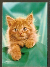 Chats carte postale d'occasion  Buxerolles