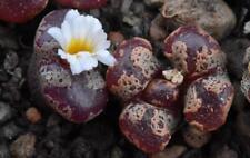 Conophytum pellucidum terricol for sale  AYLESBURY