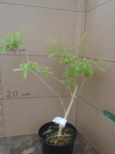 Aloysia citrodora 1.5 for sale  TAUNTON