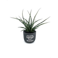 Fernwood mikado sansevieria for sale  Hialeah