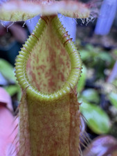 Nepenthes peltata hamata for sale  CAMBRIDGE