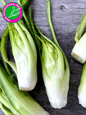 Puntarella vulkanspargel 500 gebraucht kaufen  Tittmoning