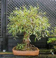 Bonsai globe willow for sale  Russell