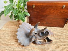 Triceratops skull fossilised for sale  OXFORD
