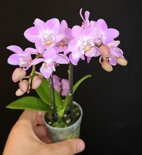 Mini phalaenopsis pink for sale  NOTTINGHAM