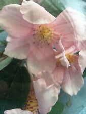Artificial clematis glass for sale  COTTINGHAM