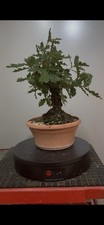 Pre bonsai quercia usato  Reggello