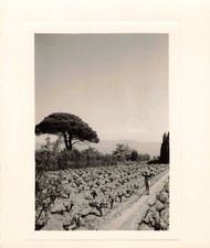 Ancienne photographie 1955 d'occasion  Nogent-sur-Marne