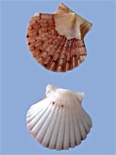 Pectinidae pecten jacobaeus usato  Roma