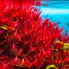 Rotala vietnam bundle for sale  Vero Beach