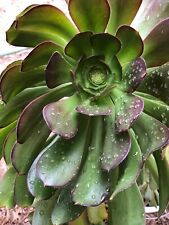 Aeonium arboreum rosette for sale  Long Beach