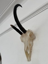Mountain goat horns for sale  SOUTHEND-ON-SEA