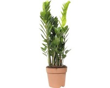 Glücksfeder floraself zamiocu gebraucht kaufen  Deutschland