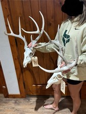 Nice whitetail deer for sale  Harper