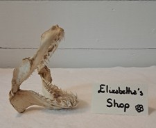 Véritable mâchoire requin d'occasion  Louvigné-du-Désert