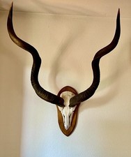 Kudu gebraucht kaufen  Höchenschwand