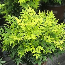Nandina domestica magical for sale  BARNSLEY