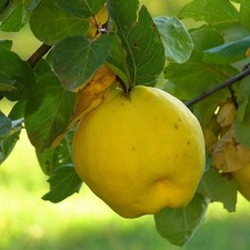 Cognassier angers cognassier d'occasion  Pouzauges