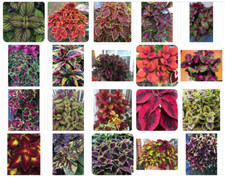 Colourful coleus soil for sale  LINCOLN