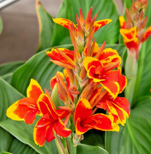 Offerta canna indica usato  Italia