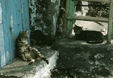 chats hans silvester d'occasion chats hans silvester d'occasion  France