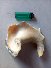 Ancien coquillage nacre d'occasion  Porcelette