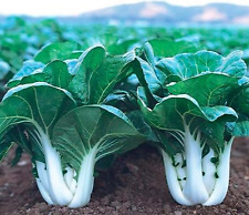 200 pak choi for sale  Salem