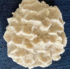 Brain coral 1 for sale  Wilmington