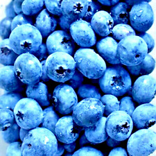 400 european blueberry for sale  Greenville
